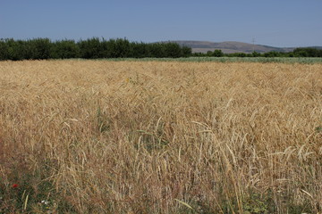 field