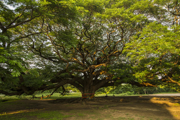 Very old conservative giant tree in Thailand