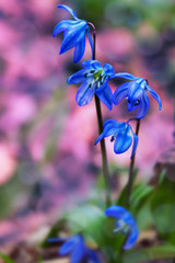 Blooming scilla close-up on blurred background. Toned photo
