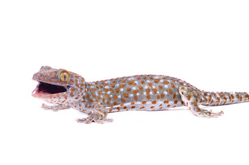 gecko isolated on white background