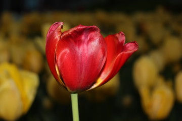 tulip