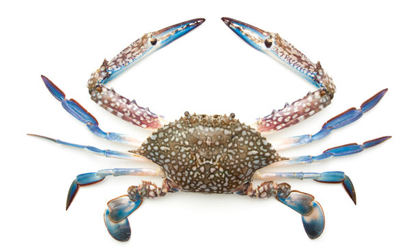 Blue crab isolated on white