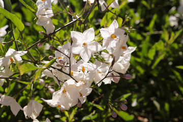 litte white star shaped flowers