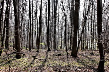 An image of a forest
