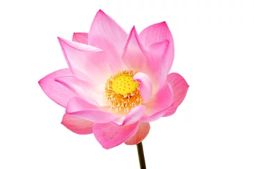 Papier Peint photo autocollant fleur de lotus lotus flower isolated on white background.
