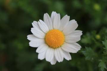 Obraz premium ノースポール