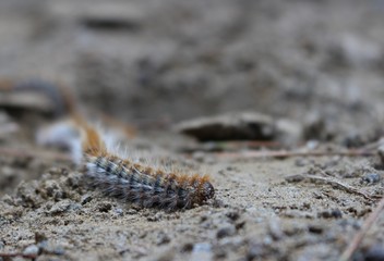 caterpillar