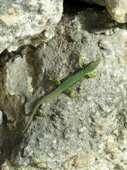 Green lizard on gray stone background. Vertical view.