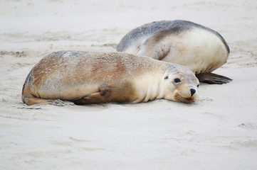 Fototapeta premium Tired sea lion cub