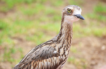 Fototapeta premium Bush Stone Curlew