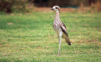  Bush Stone Curlew