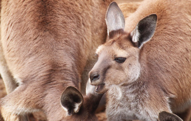 Kangaroo