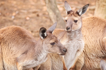 Kangaroo