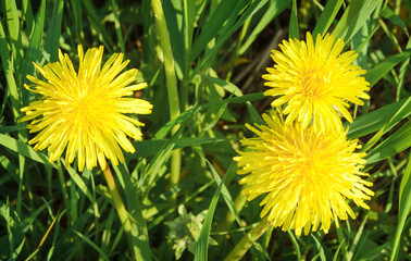 The field of yellow dandelions.