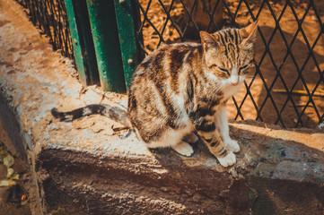 Obraz premium cat at garden