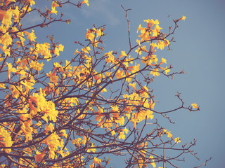 yellow flower over blue sky,Tabebuia chrysotricha, vintage filter effect