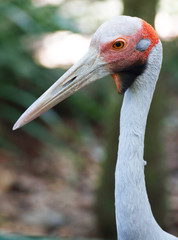 Brolga