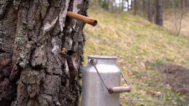 collecting birch tree sap