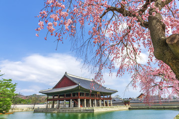 Fototapeta premium Beauty of cherry blossoms at Gyeongbokgung palace,South Korea.