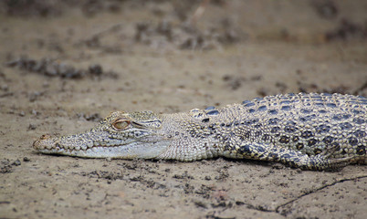 Fototapeta premium Crocodile baby