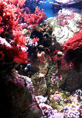 Red and pink sea plants, coral heads, anemone, polyp on stones in aquarium. Vertical view.