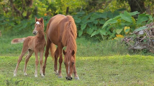 Summer country landscape with horse and foal at green field.
