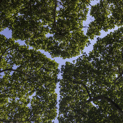 Y shape from three trees