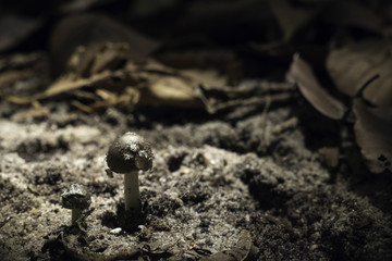mushroom growing in the sun