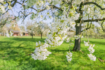 Fototapeta premium Obstblüte im Frühling