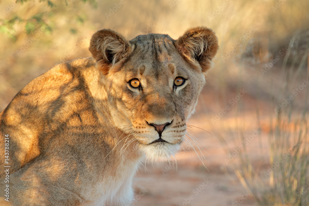 Wall mural Portrait of an African lioness (Panthera leo), South Africa.