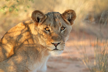 Naklejka premium Portret lwicy afrykańskiej (Panthera leo), RPA.