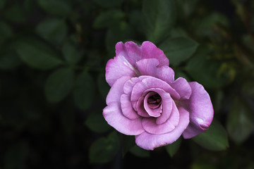 Purple rose