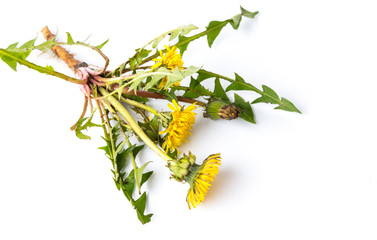 Dandelion flowers with roots isolated on white © creativefamily