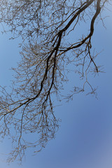 tree