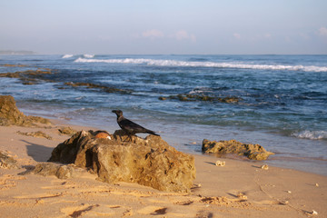 Ворона сидит на берегу океана.