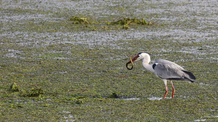 Marismas de Alday, Camargo, Cantabria