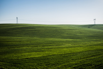 Fototapeta na wymiar Green wheat spring landscape 3