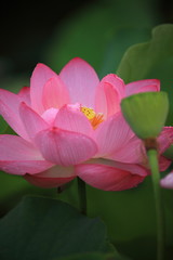 lotus