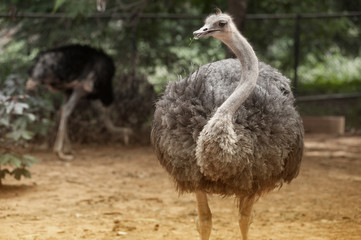  Face of the Adult ostrich enclosure. Curious African ostrich.