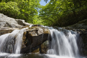 新緑の夏井川渓谷