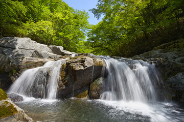 新緑の夏井川渓谷