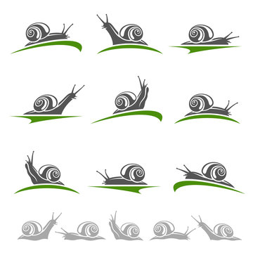 Snail set. Vector