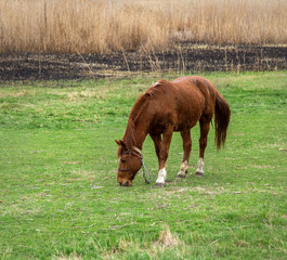 horse grazing in a meadow, cloudy spring