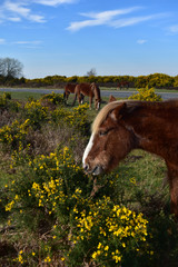 New Forest Pony Hampshire England
