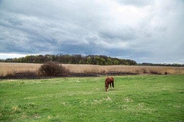 spring landscape in cloudy weather with grazing horse