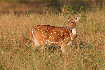 Female spotted deer or chital (Axis axis), Kanha National Park, India.