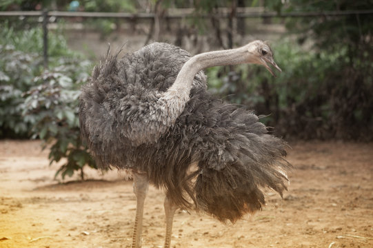  The Adult ostrich enclosure. Curious African ostrich.