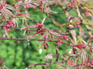 Ahornblüten Japanischer Ahorn krcp