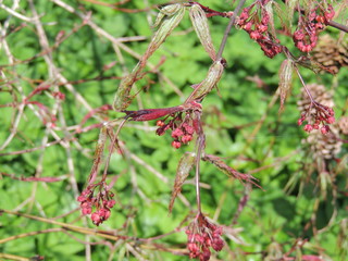 Ahornblüten Japanischer Ahorn krcp