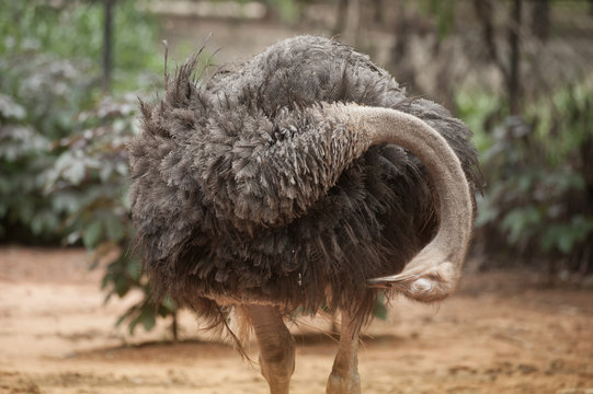  The Adult ostrich enclosure. Curious African ostrich.